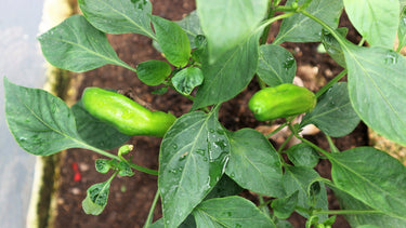 25 GIANT ACONCAGUA PEPPER Up to 12